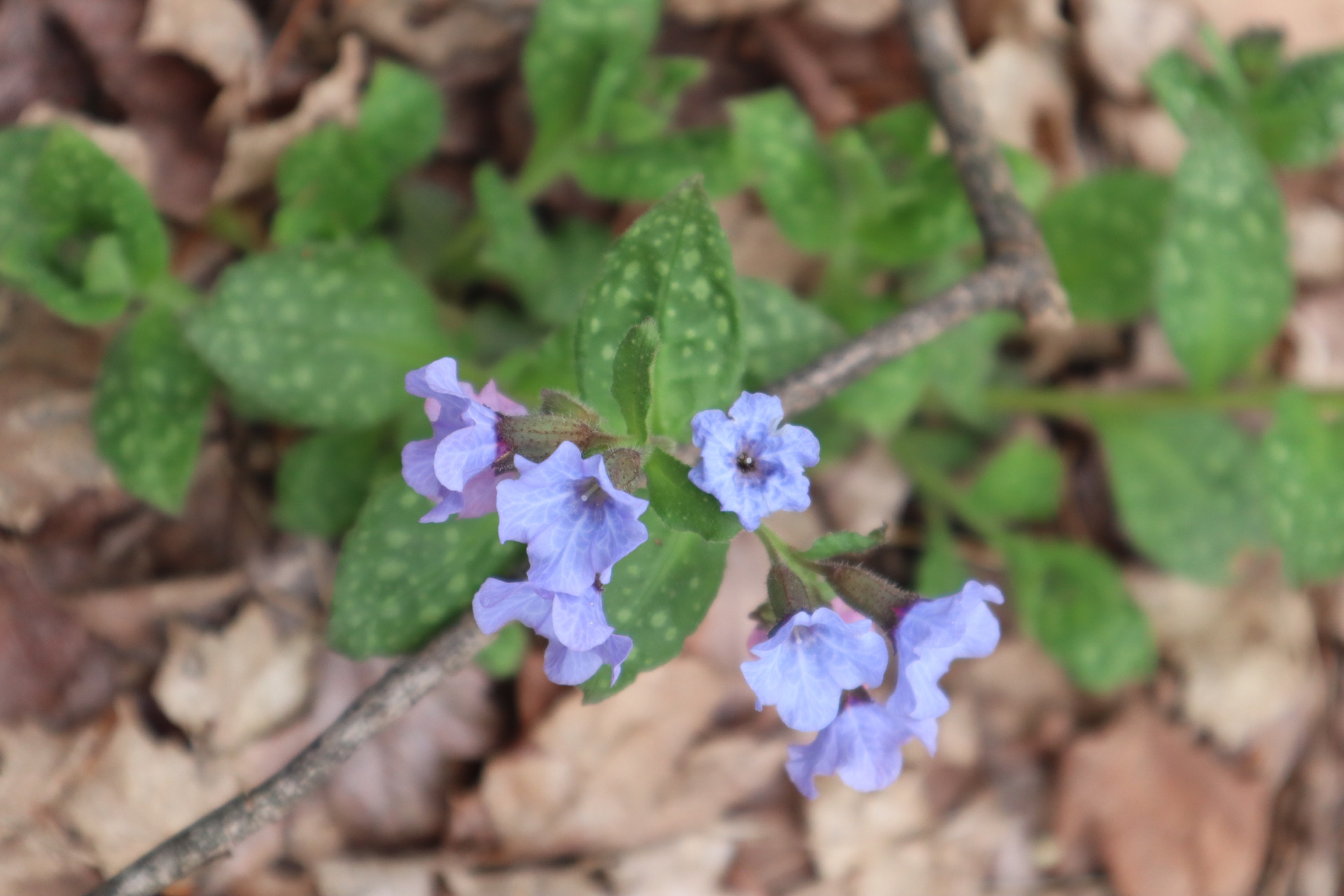 Purple flower